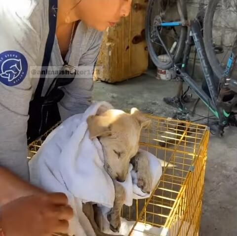 Puma being taken to the vet clinic