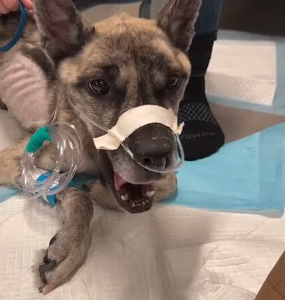 Raider getting checked up