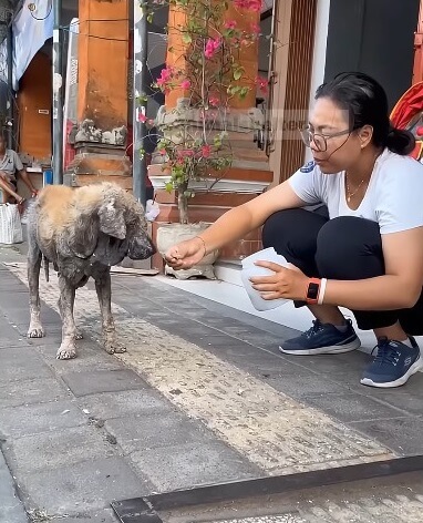 Rescuers feeding and taking him to the vet clinic