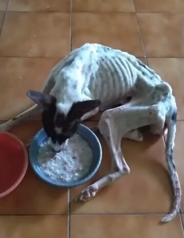 Rescuers gave her food and water