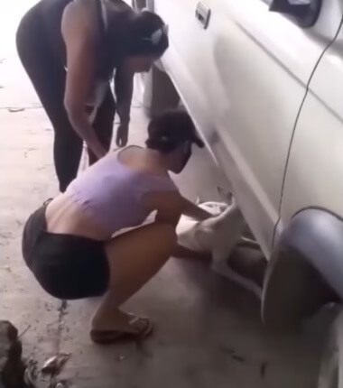 Rescuers team taking him to vet clinic