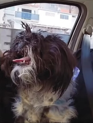 Shampoo on her way to the shelter