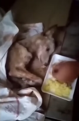 She collapsed after we removed 1000+ maggots