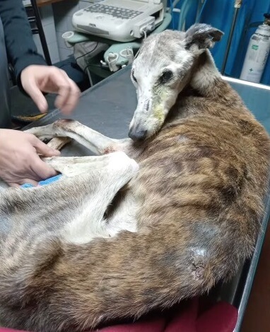 Stick in the vet clinic