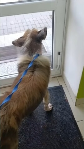 Sunny panicking and trying to run out of the vet door