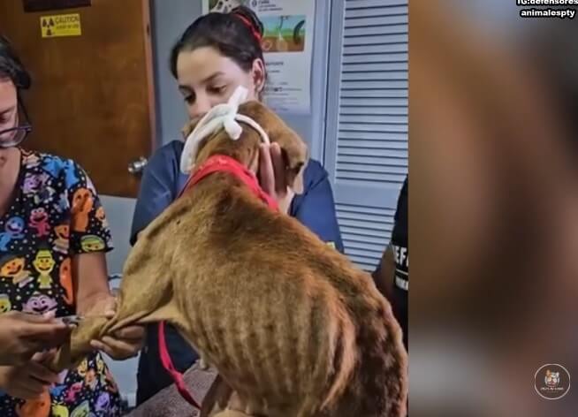 Ternura in the vet clinic