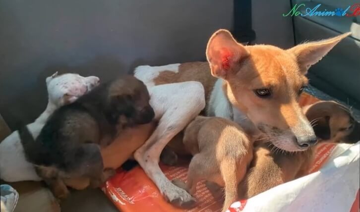 They're going to the vet clinic