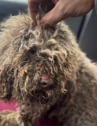 Tina in the car going to the vet clinic