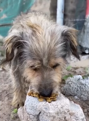 Tio devouring food that rescuers gave