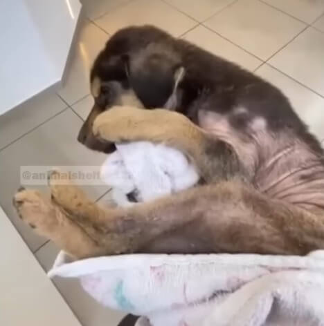 Toninio in the vet clinic