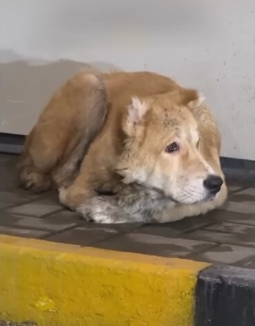 Umka waiting for his owner