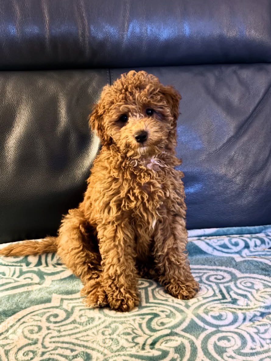 Image source: Instagram@the12thpaw