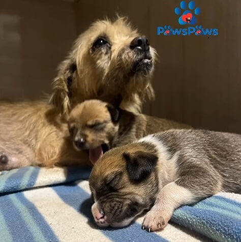 Babi and her puppies recovering