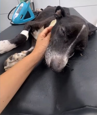 Bastian in the vet clinic