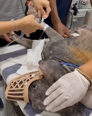 Charlie at the vet clinic