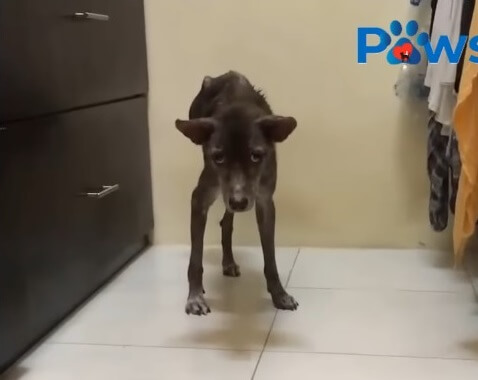 Charlie recovering after his amputation