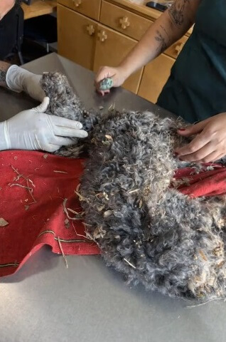 Chiquihuite at the vet clinic