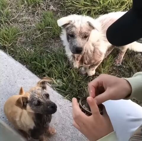 Eundong and Geumdong eating food