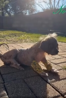 Freddy couldn't walk