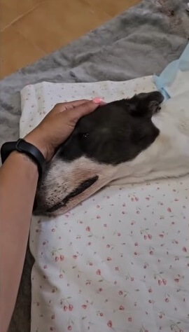 Gaviota developed anemia