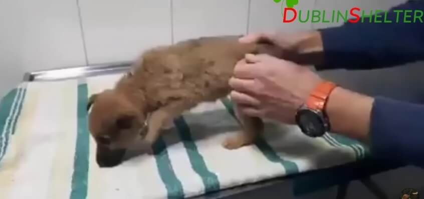 Grace in the vet clinic