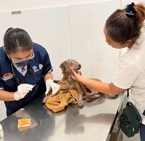 Gracie at the vet clinic