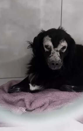 Heitor recovering after his treatment