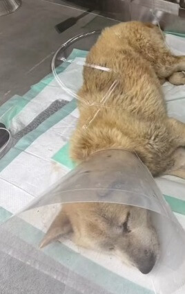 Lucky in the vet clinic