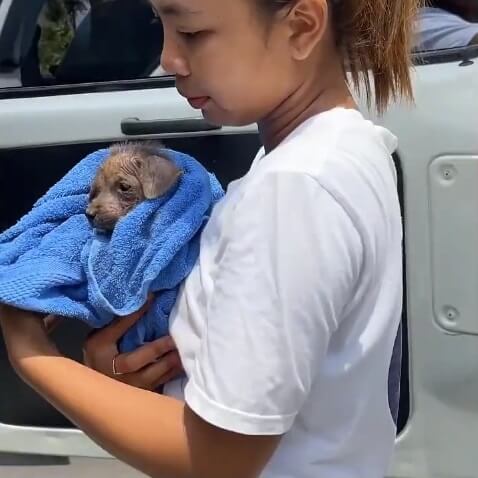 Lulu going to the vet clinic