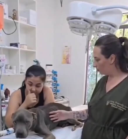 Magnito at the vet clinic