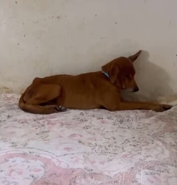 Maronsito sick with ticks and malnutrition