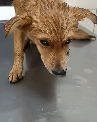 Mushka in the vet clinic