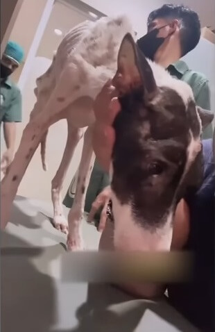 Nia at the vet clinic