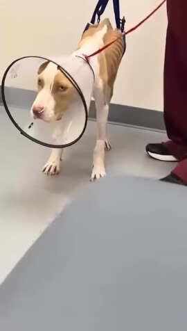 Opal in the vet clinic