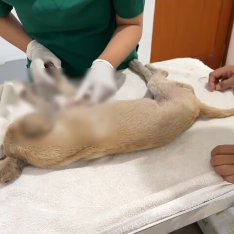 Puma at the vet clinic