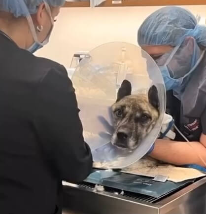 Raider getting his surgery done