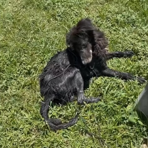 Rescuers removed that rope off of him