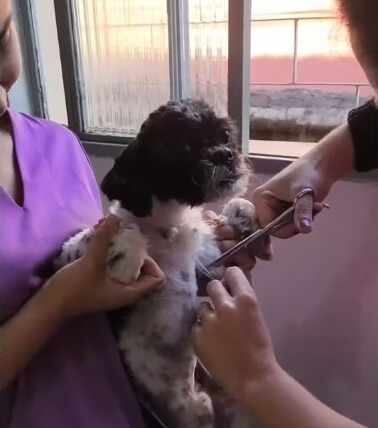 Shampoo in the shelter