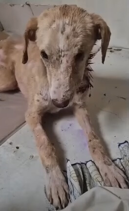 She was recovering well