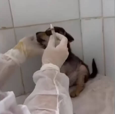 Toninio getting his treatment done