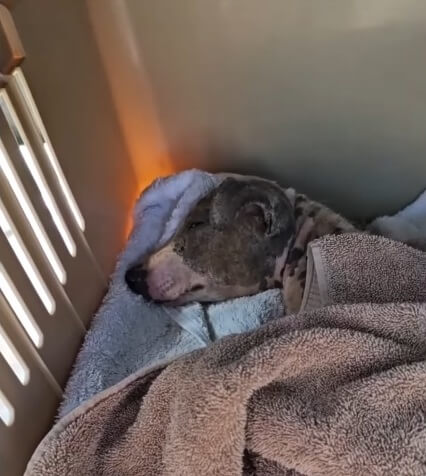 Veranetto going to the vet clinic