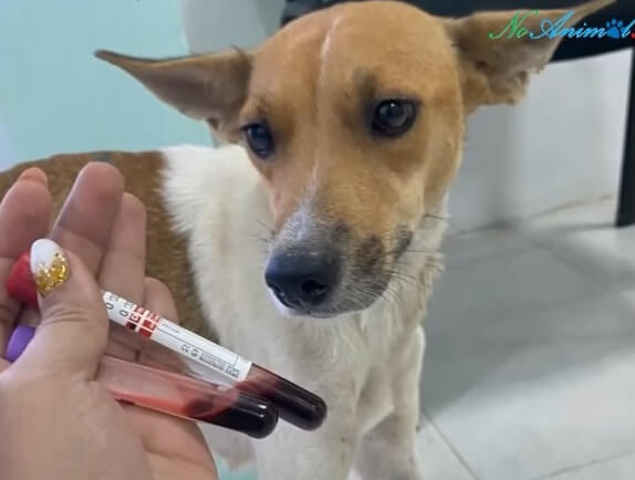 Wendy's blood sample