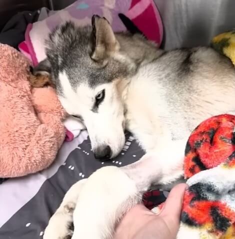 Wolf strangely collapsed