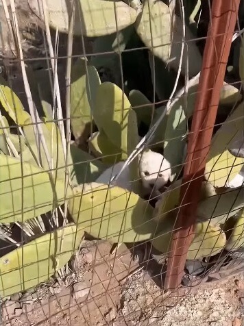 Blanca's one puppy found