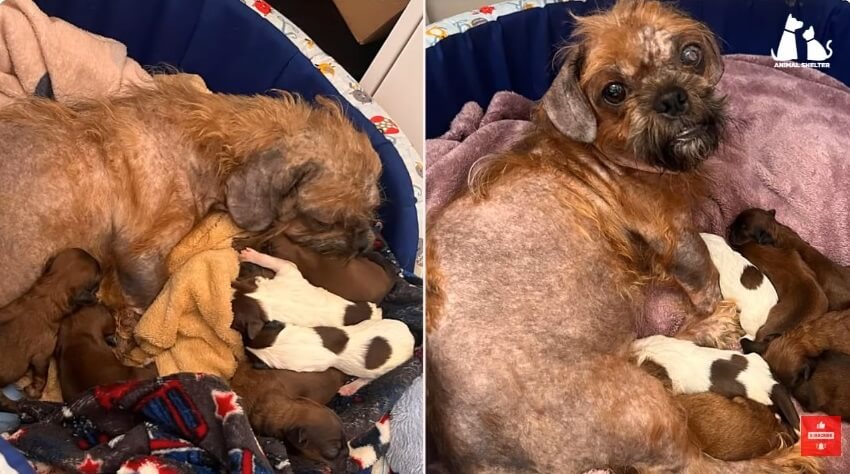 Canila with her puppies