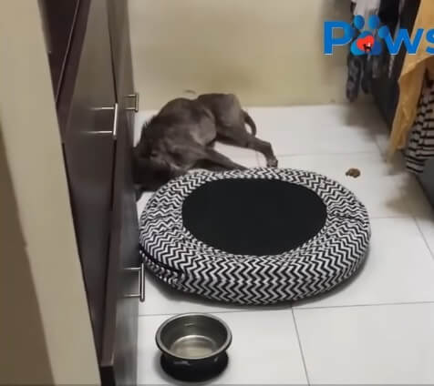 Charlie sleeping beside his bed