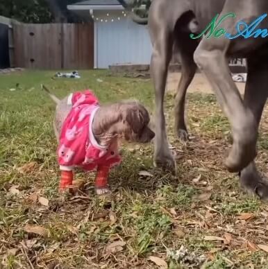 Freddy learnt walking from Sal (BIG dog)