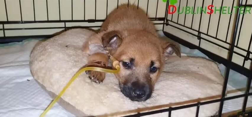 Grace receiving IV therapy