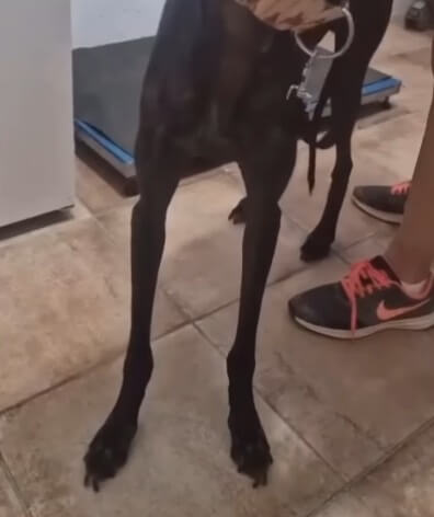 Koko gaining weight and recovering fast