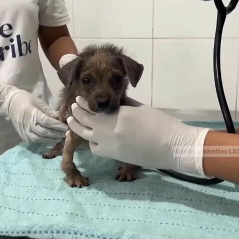 Lulu at the vet clinic